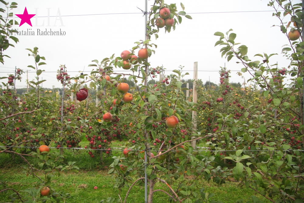 Американское село: фестиваль урожая "HANK'S PUMPKINTOWN, the Hamptons, NY"